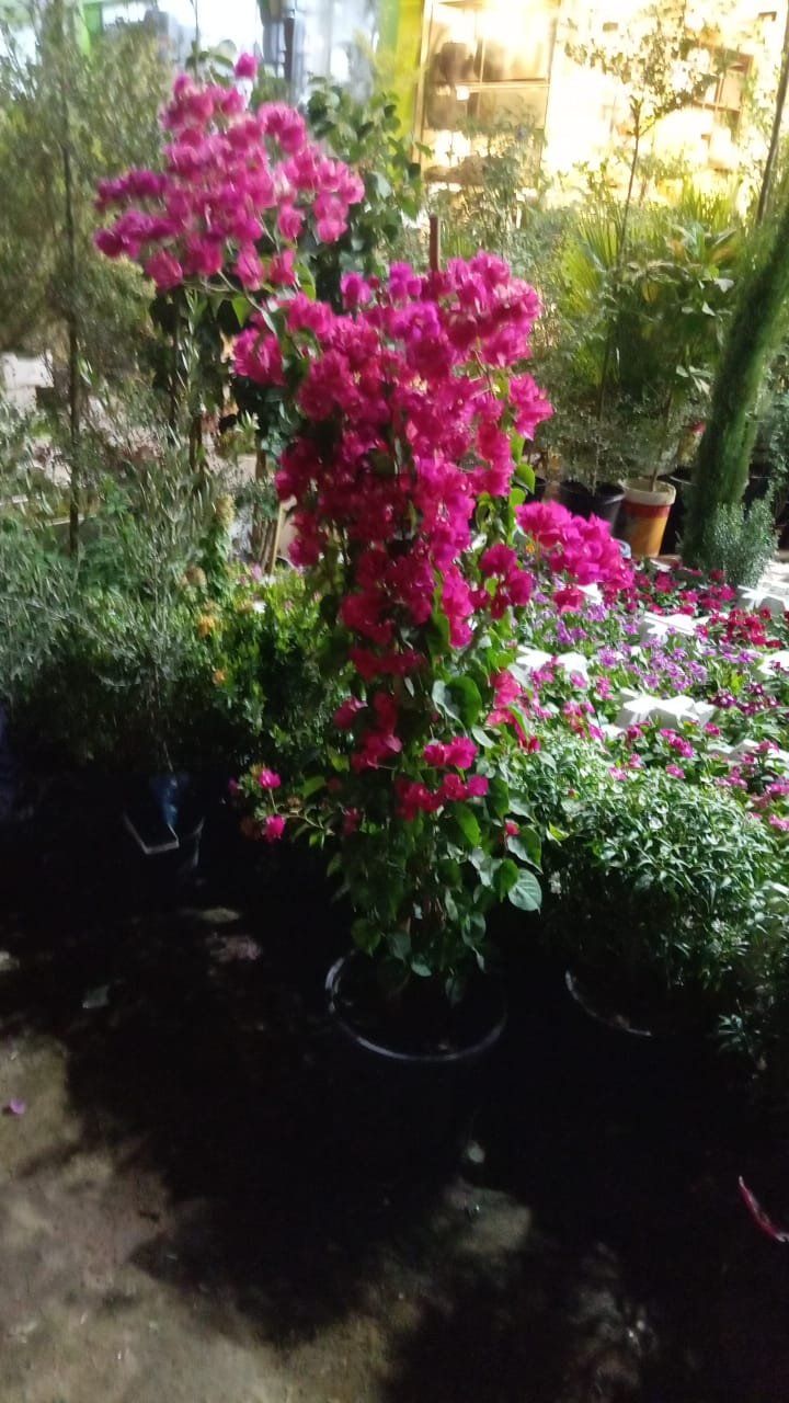 زهور